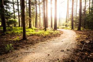 Hiking Trails on Bainbridge Island