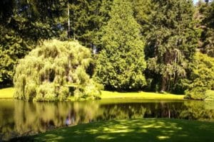 Bloedel Reserve, photo of the pond and beautiful green trees