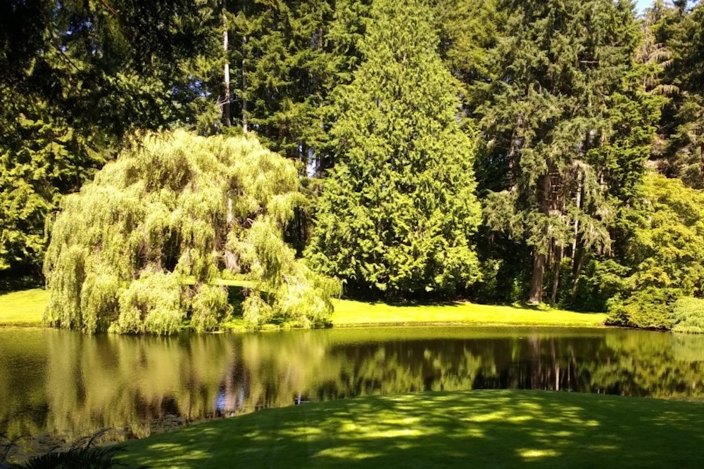 Bloedel Reserve, photo of the pond and beautiful green trees 