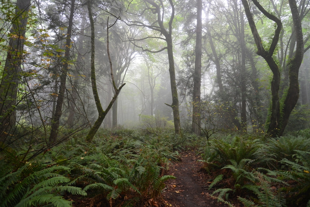 One of the beset Bainbridge Island Hotels for a classic Washington State getaway, photo of a misty forest on the island