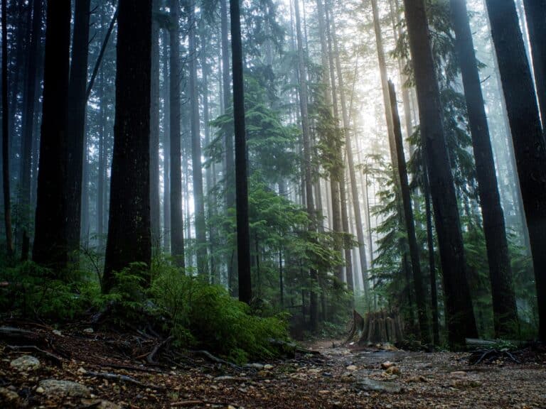 What to Do on Bainbridge Island on a rainy day