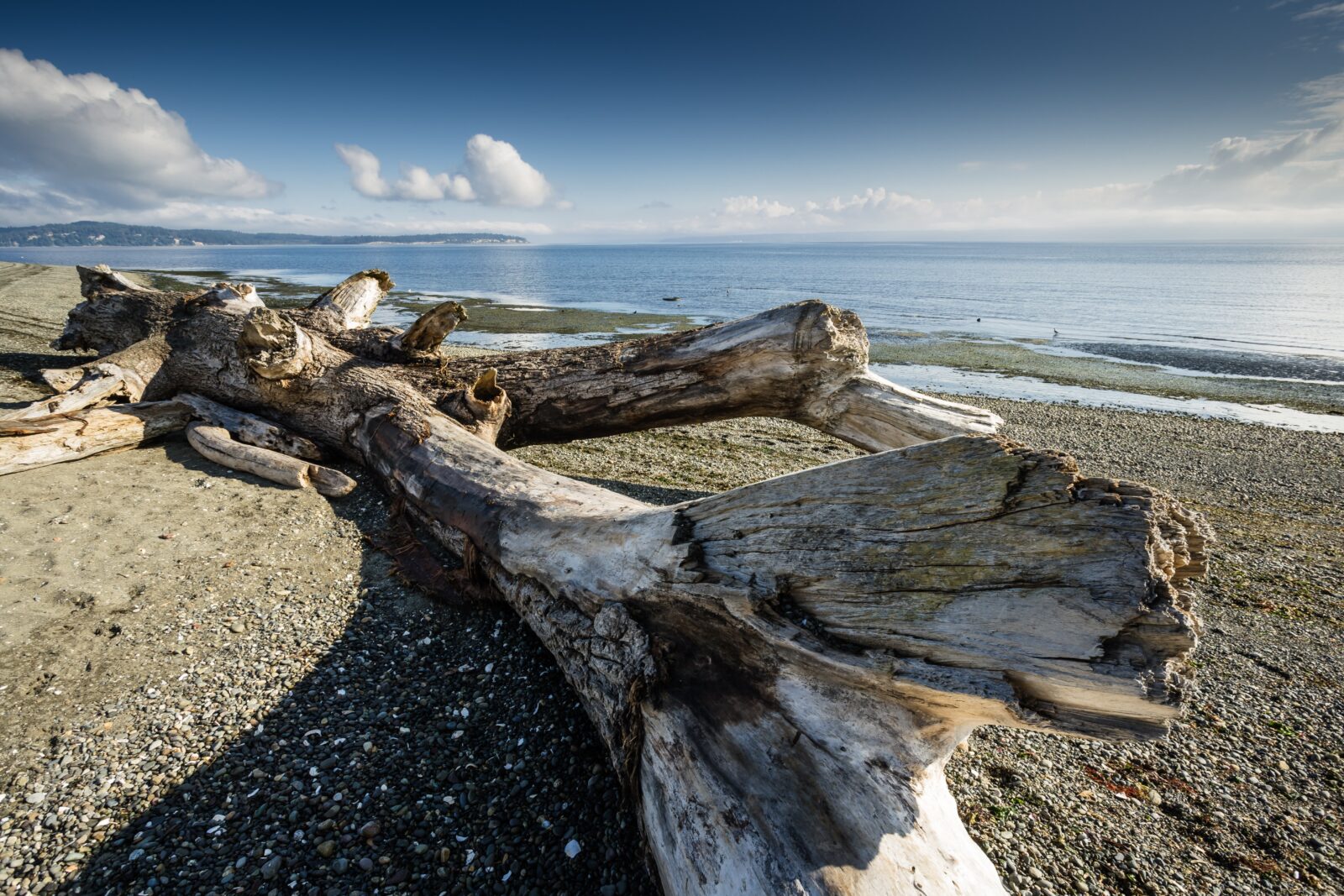 Driftwood on the beach at Fay Bainbridge, one of the best places to visit on Bainbridge Island day trips.